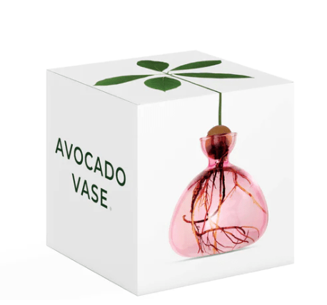 Bella Cucina - Glass Avocado Vase - 
